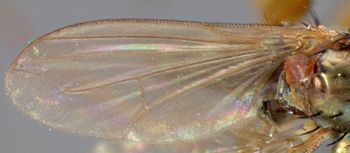 Media type: image;   Entomology 13035 Aspect: wing